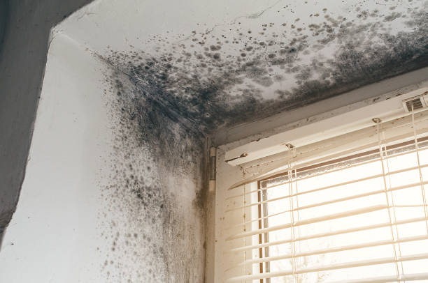 Affordable Bathroom Mold Removal solutions in Teterboro, NJ